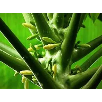 Popular Papaya Plant